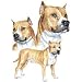Pit Bull Terrier Adult T-Shirt