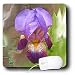 Flowers - Purple Iris - Mouse Pads
