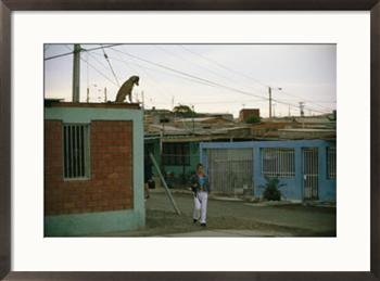 A dog watches passersby from the roof of an Arica house Photography Framed Art Poster Print by Joel Sartore, 29x21