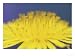 Common Dandelion, Taraxacum Officinale Flower, Great Smoky Mtns. National Park, TN Bo...