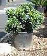 Dwarf Yedda Indian Hawthorn One Gallon
