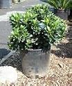 Dwarf Yedda Indian Hawthorn One Gallon