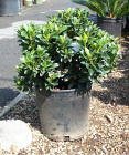 Dwarf Yedda Indian Hawthorn One Gallon