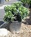 Dwarf Yedda Indian Hawthorn One Gallon