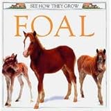 Foal