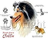 Rough Coated Collie Adult Sweatshirt