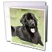 Dogs NewFoundLand - Newfoundland - Greeting Cards-12 Greeting Cards with envelopes
