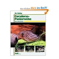 Ihr Hobby: Corydoras-Panzerwelse