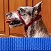 Headcollar - Royal Blue - For Dogs over 130 lb.