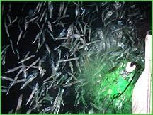 Hydro Glow Fish Lights the Hydro Glow Fish Light Is Made to Stand up to the Rigors of Salt Water Fishing As Well As Fresh Water. It Is a Full 4' Long and Has Over 6oo High Output Leds. This Model Is Perfect for Offshore, Inshore and Deep Lake Fishing