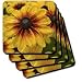 Red and Yellow Black Eyed Susan Flower- Floral Photography - Set Of 8 Coasters - Soft