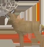 Field Logic Shooter Buck Target