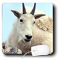 Farm Animals - Alpine Goat - Mouse Pads