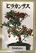 Bonsai Boy's Firethorn Seeds