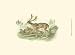 Petite Fallow Deer - W.h. Lizars Art Print Poster 13 x 9.