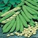 Broad Bean - Scorpio