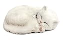 Perfect Petzzz White Domestic Shorthair