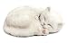 Perfect Petzzz White Domestic Shorthair