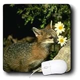 Wild animals - Gray Fox - Mouse Pads