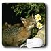 Wild animals - Gray Fox - Mouse Pads