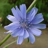 Cichorium intybus (Chicory) - Bulk Wildflower Seeds