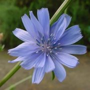 Cichorium intybus (Chicory) - Bulk Wildflower Seeds