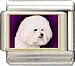 Clearly Charming Bichon Frise Italian Charm