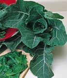 Georgia Southern Collards 100 Seeds