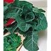 Georgia Southern Collards - 100 Seeds - BONUS PACK!
