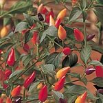 Outdoor Living : Hot, Hot Chilli Seeds (Eden Project range) (1 Pkt - 23 seeds)