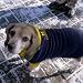 Michigan Wolverines Navy Dog Fleece Pullover