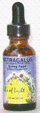 Astragalus - 1 oz - Liquid