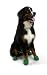 Pawz Green Water-Proof Dog Boot, X-Large , Up to 5-Inch