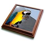 Birds - Blue and Gold Macaw - Trivets