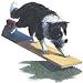 Border Collie Dog Adult Sweatshirt