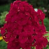 Adonis Tall Hybrid Phlox (Bright Red)