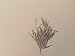 Steel Phonograph Needles (Soft Tone) for Victrola and other Phonograph Brands