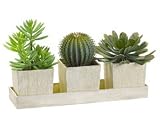 7 inch 3 Styles Cactus Mixed in Tray