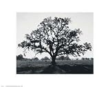 Oak Tree Sunrise by Ansel Adams. Art Print Poster 14 inches width by 11 inches height. Highest Quality Art Poster Print