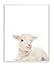 Stupell Home DÃ©cor Baby Lamb Studio Photo Wall Plaque Art, 10 x 0.5 x 15, Proudly Made in USA