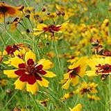 Coreopsis tinctoria dwarf (Dwarf Plains Coreopsis) - Bulk Wildflower Seeds