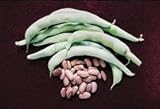 Kentucky Wonder Brown Pole Bean 40 Seeds - B001IZ0ANI