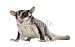 Wallmonkeys Peel and Stick Wall Decals - Sugar Glider - Petaurus Breviceps (3 Years Old) - Removable Graphic