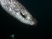 Female narwhal swimming between feeding forays Photographic Poster Print by Paul Nick...