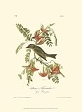 Pipiry Flycatcher - Artist: John James Audubon - Art Print Poster Size: 9.50 by 13.00 inches