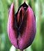 Black Diamond Tulip Seed Pack