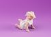 Miniature Porcelaine Baby in a Bonnet Crawling