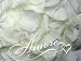 8 Cups Freeze Dried Wedding Preserved Rose Petals WHITE -180 petals -1.5 oz