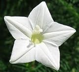 31ZfdKwcVvL. SL160  White Climbing Cypress Vine 10 Seeds By Hinterland Trading