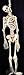 Decayed Lifesize Latex Rotting Skeleton Halloween Prop